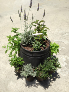 DP Herb Garden in Bucket