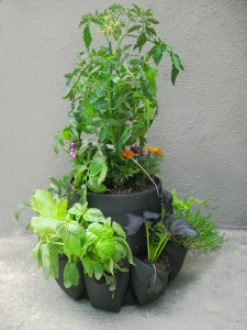 Garden in a Bucket Barry3-04-01 03.33.09