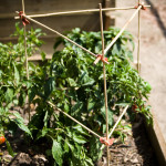 garden things connects Tomato Cage