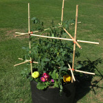 Easy Cage Container garden things connects
