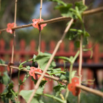 garden things Trellis Connect